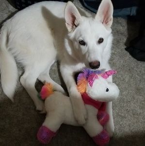 Meet your Posher, Shannon